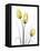 Illuminating Tulip Trio-Albert Koetsier-Framed Premier Image Canvas