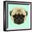 Illustrated Portrait of Pug Puppy. Cute Fluffy Fawn Face of Domestic Dog on Blue Background.-ant_art-Framed Art Print