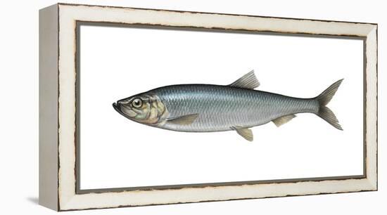 Illustration, Atlantic Herring, Clupea Harengus, Not Freely for Book-Industry, Series-Carl-Werner Schmidt-Luchs-Framed Premier Image Canvas