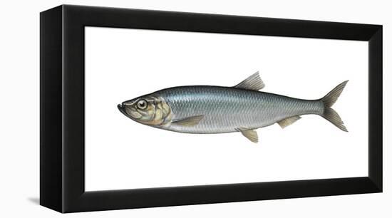 Illustration, Atlantic Herring, Clupea Harengus, Not Freely for Book-Industry, Series-Carl-Werner Schmidt-Luchs-Framed Premier Image Canvas