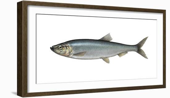 Illustration, Atlantic Herring, Clupea Harengus, Not Freely for Book-Industry, Series-Carl-Werner Schmidt-Luchs-Framed Photographic Print