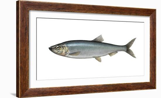 Illustration, Atlantic Herring, Clupea Harengus, Not Freely for Book-Industry, Series-Carl-Werner Schmidt-Luchs-Framed Photographic Print