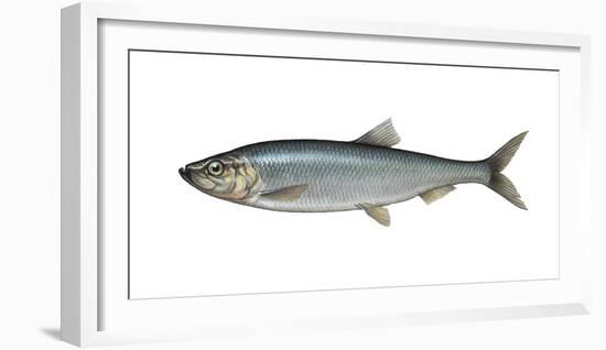 Illustration, Atlantic Herring, Clupea Harengus, Not Freely for Book-Industry, Series-Carl-Werner Schmidt-Luchs-Framed Photographic Print