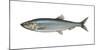 Illustration, Atlantic Herring, Clupea Harengus, Not Freely for Book-Industry, Series-Carl-Werner Schmidt-Luchs-Mounted Photographic Print
