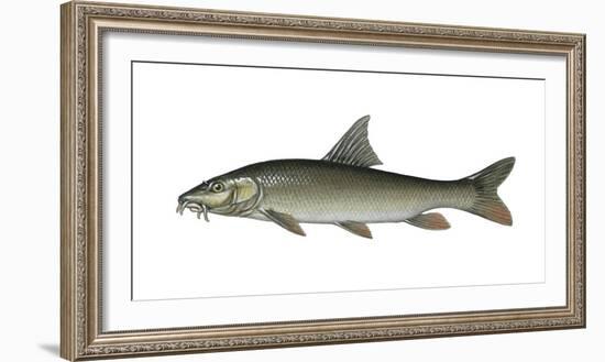 Illustration, Barbel, Bar-Bus Pure-Bus, Not Freely for Book-Industry, Series-Carl-Werner Schmidt-Luchs-Framed Photographic Print