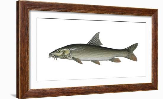 Illustration, Barbel, Bar-Bus Pure-Bus, Not Freely for Book-Industry, Series-Carl-Werner Schmidt-Luchs-Framed Photographic Print