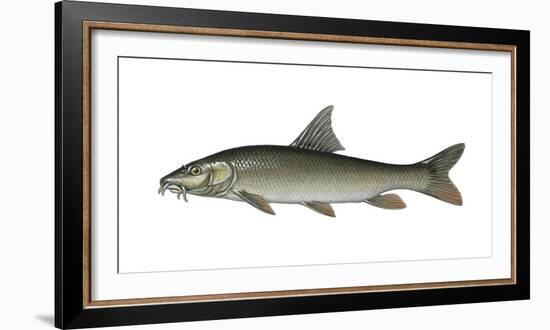 Illustration, Barbel, Bar-Bus Pure-Bus, Not Freely for Book-Industry, Series-Carl-Werner Schmidt-Luchs-Framed Photographic Print