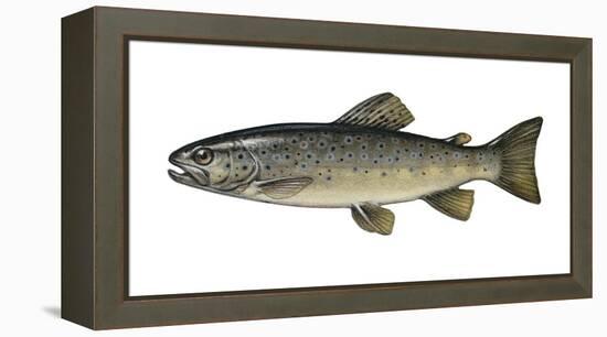 Illustration, Brook-Trout, Salmo Trutta Forma Fario, Not Freely for Book-Industry, Series-Carl-Werner Schmidt-Luchs-Framed Premier Image Canvas