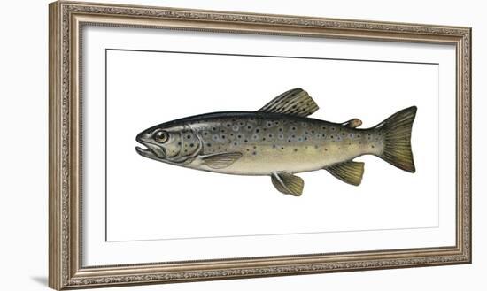 Illustration, Brook-Trout, Salmo Trutta Forma Fario, Not Freely for Book-Industry, Series-Carl-Werner Schmidt-Luchs-Framed Photographic Print