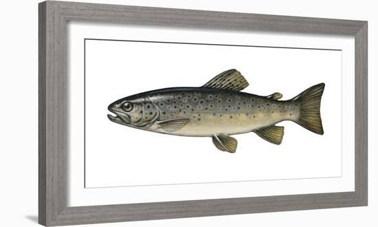 Illustration, Brook-Trout, Salmo Trutta Forma Fario, Not Freely for Book-Industry, Series-Carl-Werner Schmidt-Luchs-Framed Photographic Print