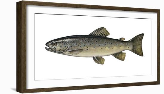 Illustration, Brook-Trout, Salmo Trutta Forma Fario, Not Freely for Book-Industry, Series-Carl-Werner Schmidt-Luchs-Framed Photographic Print