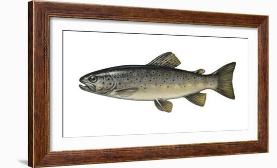 Illustration, Brook-Trout, Salmo Trutta Forma Fario, Not Freely for Book-Industry, Series-Carl-Werner Schmidt-Luchs-Framed Photographic Print