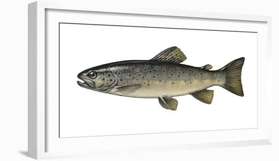 Illustration, Brook-Trout, Salmo Trutta Forma Fario, Not Freely for Book-Industry, Series-Carl-Werner Schmidt-Luchs-Framed Photographic Print