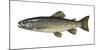 Illustration, Brook-Trout, Salmo Trutta Forma Fario, Not Freely for Book-Industry, Series-Carl-Werner Schmidt-Luchs-Mounted Photographic Print