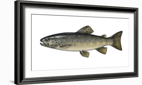 Illustration, Brook-Trout, Salmo Trutta Forma Fario, Not Freely for Book-Industry, Series-Carl-Werner Schmidt-Luchs-Framed Photographic Print