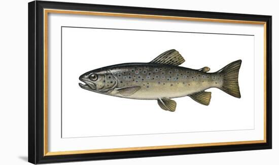 Illustration, Brook-Trout, Salmo Trutta Forma Fario, Not Freely for Book-Industry, Series-Carl-Werner Schmidt-Luchs-Framed Photographic Print