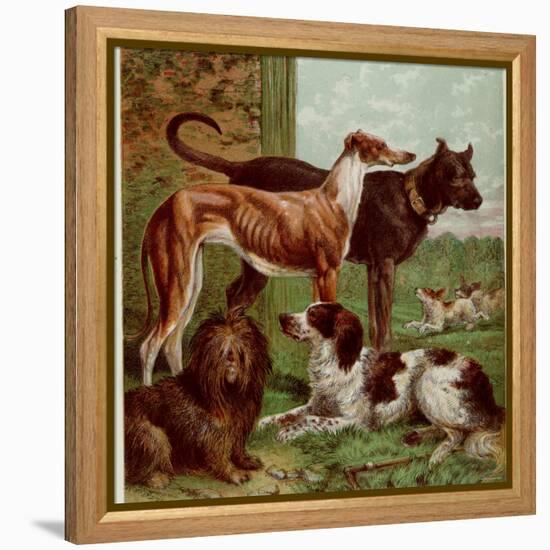 Illustration by Kronheim of Various Dogs, from Aunt Louisa's Birthday Gift-null-Framed Premier Image Canvas