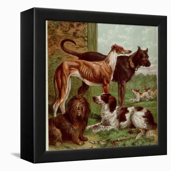 Illustration by Kronheim of Various Dogs, from Aunt Louisa's Birthday Gift-null-Framed Premier Image Canvas