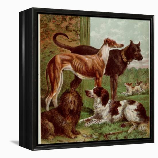 Illustration by Kronheim of Various Dogs, from Aunt Louisa's Birthday Gift-null-Framed Premier Image Canvas