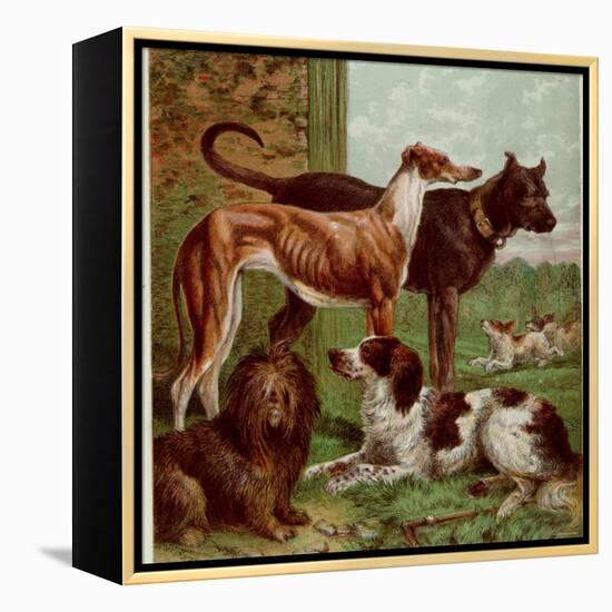 Illustration by Kronheim of Various Dogs, from Aunt Louisa's Birthday Gift-null-Framed Premier Image Canvas