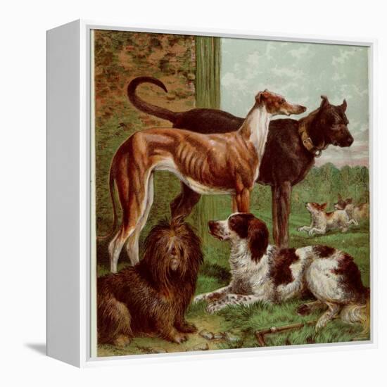 Illustration by Kronheim of Various Dogs, from Aunt Louisa's Birthday Gift-null-Framed Premier Image Canvas