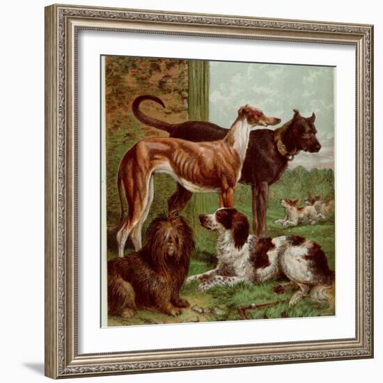 Illustration by Kronheim of Various Dogs, from Aunt Louisa's Birthday Gift-null-Framed Photographic Print