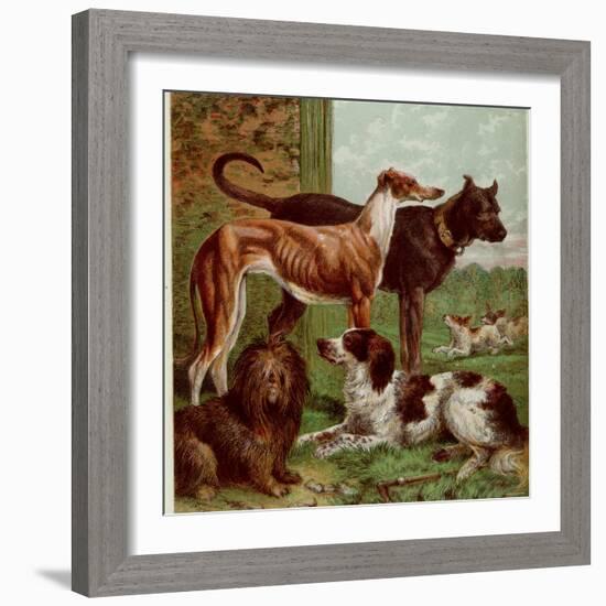 Illustration by Kronheim of Various Dogs, from Aunt Louisa's Birthday Gift-null-Framed Photographic Print