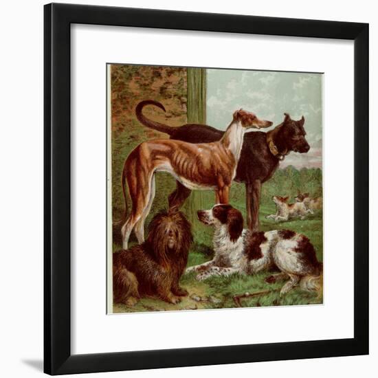 Illustration by Kronheim of Various Dogs, from Aunt Louisa's Birthday Gift-null-Framed Photographic Print