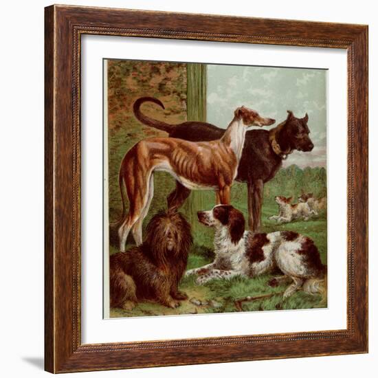 Illustration by Kronheim of Various Dogs, from Aunt Louisa's Birthday Gift-null-Framed Photographic Print