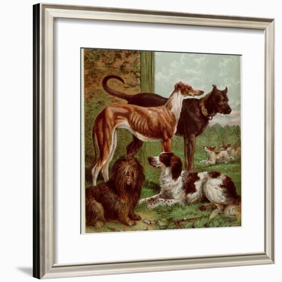 Illustration by Kronheim of Various Dogs, from Aunt Louisa's Birthday Gift-null-Framed Photographic Print