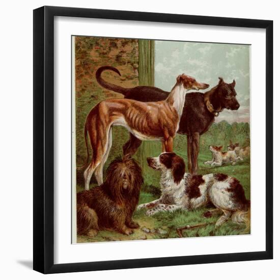 Illustration by Kronheim of Various Dogs, from Aunt Louisa's Birthday Gift-null-Framed Photographic Print