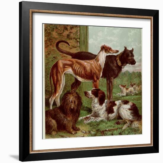 Illustration by Kronheim of Various Dogs, from Aunt Louisa's Birthday Gift-null-Framed Photographic Print