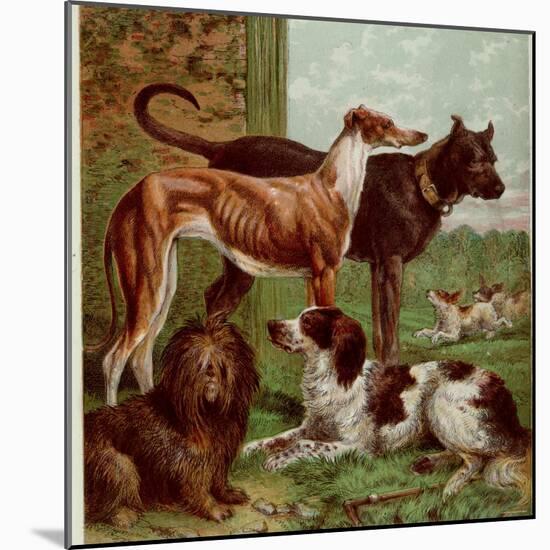 Illustration by Kronheim of Various Dogs, from Aunt Louisa's Birthday Gift-null-Mounted Photographic Print