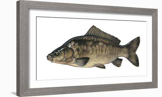 Illustration, Carps, Cyprinus Carpio, Not Freely for Book-Industry, Series-Carl-Werner Schmidt-Luchs-Framed Photographic Print