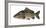 Illustration, Carps, Cyprinus Carpio, Not Freely for Book-Industry, Series-Carl-Werner Schmidt-Luchs-Framed Photographic Print