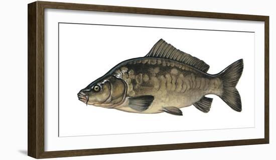 Illustration, Carps, Cyprinus Carpio, Not Freely for Book-Industry, Series-Carl-Werner Schmidt-Luchs-Framed Photographic Print