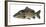 Illustration, Carps, Cyprinus Carpio, Not Freely for Book-Industry, Series-Carl-Werner Schmidt-Luchs-Framed Photographic Print