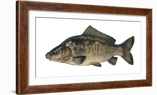 Illustration, Carps, Cyprinus Carpio, Not Freely for Book-Industry, Series-Carl-Werner Schmidt-Luchs-Framed Photographic Print