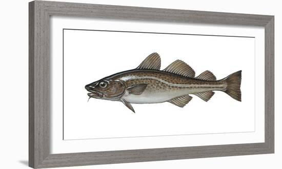 Illustration, Codfish, Gadus Morhua, Not Freely for Book-Industry, Series-Carl-Werner Schmidt-Luchs-Framed Photographic Print