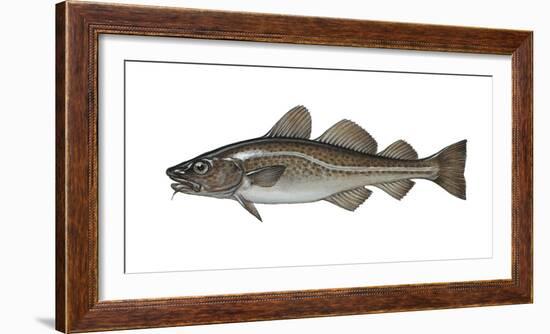 Illustration, Codfish, Gadus Morhua, Not Freely for Book-Industry, Series-Carl-Werner Schmidt-Luchs-Framed Photographic Print