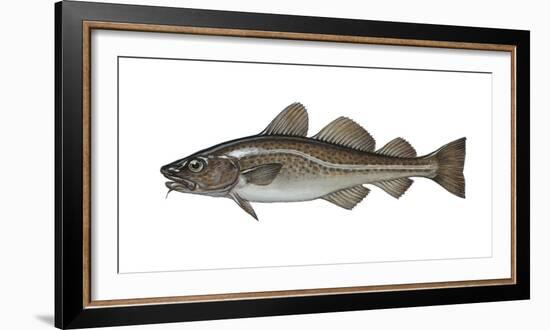 Illustration, Codfish, Gadus Morhua, Not Freely for Book-Industry, Series-Carl-Werner Schmidt-Luchs-Framed Photographic Print