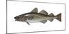 Illustration, Codfish, Gadus Morhua, Not Freely for Book-Industry, Series-Carl-Werner Schmidt-Luchs-Mounted Photographic Print