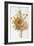 Illustration Depicting a Bouquet of Poppies, Carnations and Foxglove-Bettmann-Framed Giclee Print