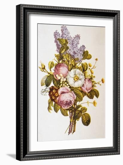 Illustration Depicting a Bouquet of Roses and Lilacs-Bettmann-Framed Giclee Print