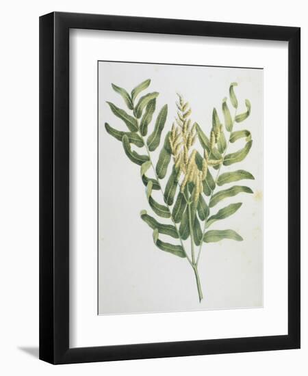 Illustration Depicting a Branch of a Royal Fern-Bettmann-Framed Giclee Print