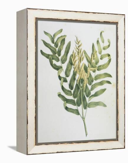 Illustration Depicting a Branch of a Royal Fern-Bettmann-Framed Premier Image Canvas