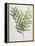 Illustration Depicting a Branch of a Royal Fern-Bettmann-Framed Premier Image Canvas