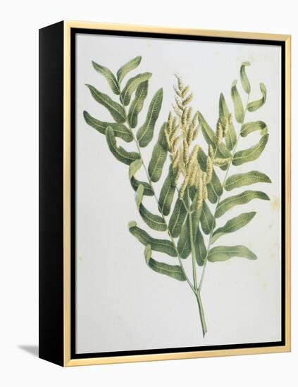 Illustration Depicting a Branch of a Royal Fern-Bettmann-Framed Premier Image Canvas