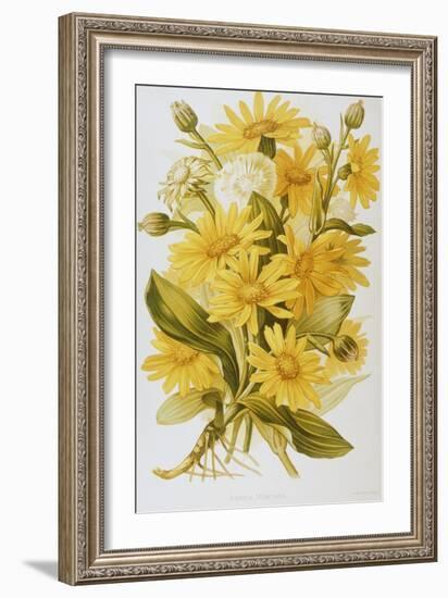 Illustration Depicting Arnica Montana Plants-Bettmann-Framed Giclee Print