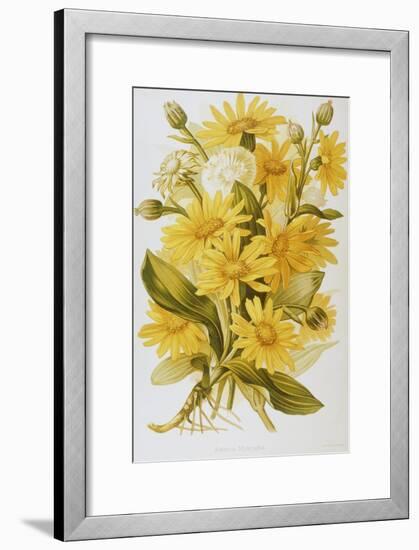 Illustration Depicting Arnica Montana Plants-Bettmann-Framed Giclee Print